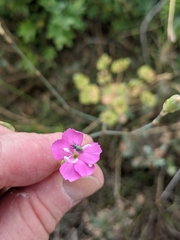 Dianthus longicaulis