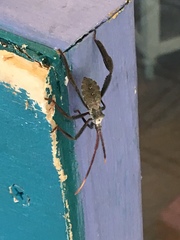 Acanthocephala declivis