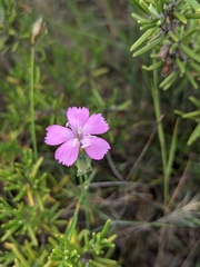 Dianthus longicaulis
