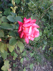 Rosa