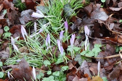 Crocus vernus