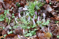 Crocus vernus