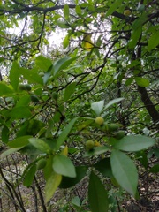 Casimiroa