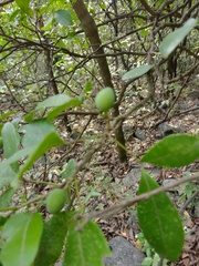 Casimiroa