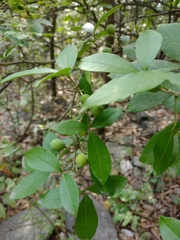 Casimiroa