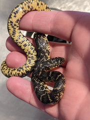 Lampropeltis nigra