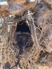 Auriparus flaviceps