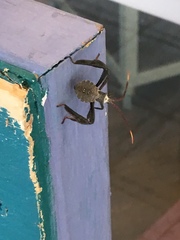 Acanthocephala declivis