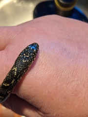 Lampropeltis nigra