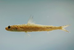 Shortjaw Lizardfish photo 2