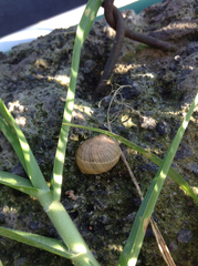 Cornu aspersum