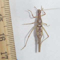 Neoxabea cerrojesusensis