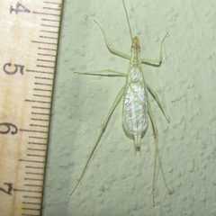 Oecanthus leptogrammus