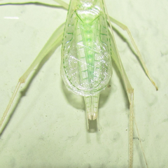 Oecanthus leptogrammus