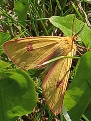 Diacrisia sannio