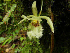 Chondroscaphe embreei