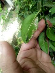 Diptera