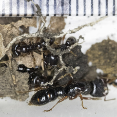 Amblyopone australis