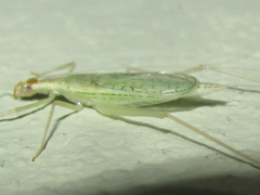 Oecanthus leptogrammus