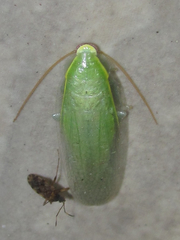 Image of Panchlora nivea