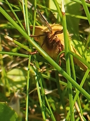 Diacrisia sannio