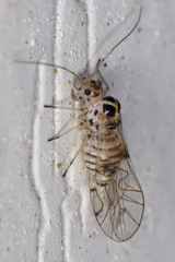 Teliapsocus conterminus