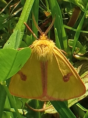Diacrisia sannio