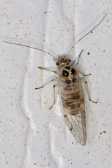 Teliapsocus conterminus