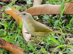 Sicalis columbiana