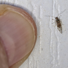 Teliapsocus conterminus