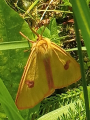Diacrisia sannio