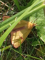 Diacrisia sannio