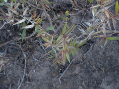 Urochloa serrata