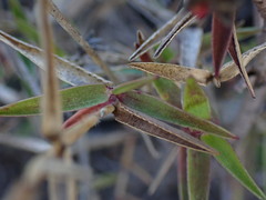 Urochloa serrata