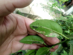 Diptera