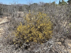 Phoradendron leucarpum tomentosum
