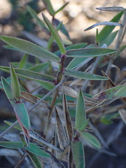 Urochloa serrata