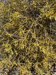 Phoradendron leucarpum tomentosum