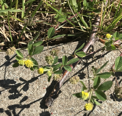 Medicago lupulina
