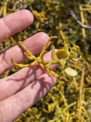 Phoradendron leucarpum tomentosum