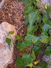 Cynanchum floribundum