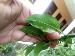 Diptera