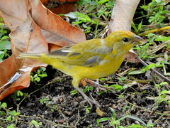 Sicalis columbiana