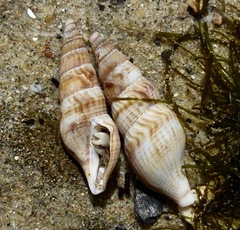 Ophiodermella inermis