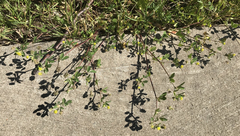 Medicago lupulina