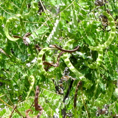 Fabaceae