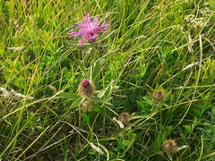 Centaurea rhaetica