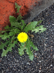 Taraxacum officinale