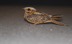 Caprimulgus ruficollis