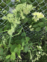 Dactylis glomerata